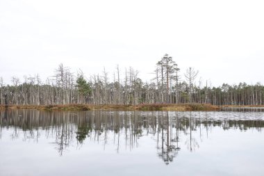 Eski ormanın ortasındaki bataklığın güzel doğa manzarası. Fotoğraf sıcak, bulutlu bir sonbahar gününde çekildi..