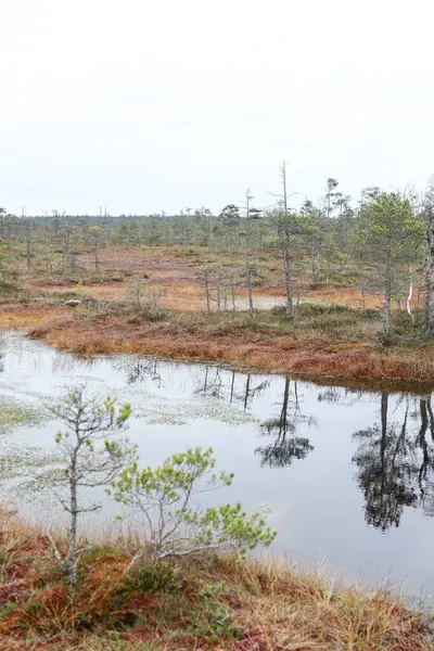 stock image Nature photography of swamp and pine trees all around. Photo taken on a pedestrian path.