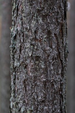 Orman ağacının doku fotoğrafını kapat. Fotoğraf bulutlu bir sonbahar gününde çekildi..
