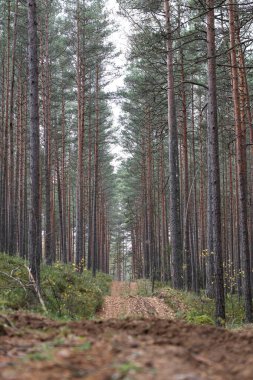 Eski çam ağacı çevre fotoğrafçılığı. Küçük orman yolu, patika. Fotoğraf Ekim ve sonbaharda çekildi..