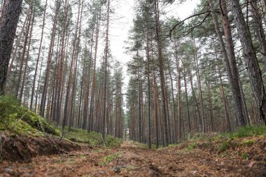 Eski çam ağacı çevre fotoğrafçılığı. Küçük orman yolu, patika. Fotoğraf Ekim ve sonbaharda çekildi..