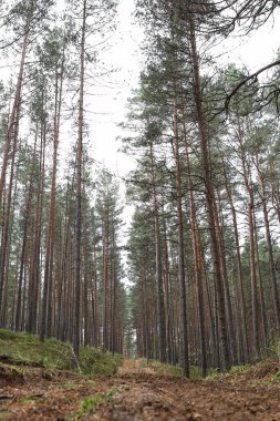 Eski çam ağacı çevre fotoğrafçılığı. Küçük orman yolu, patika. Fotoğraf Ekim ve sonbaharda çekildi..