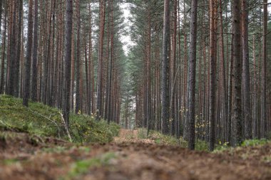 Eski çam ağacı çevre fotoğrafçılığı. Küçük orman yolu, patika. Fotoğraf Ekim ve sonbaharda çekildi..