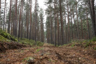 Eski çam ağacı çevre fotoğrafçılığı. Küçük orman yolu, patika. Fotoğraf Ekim ve sonbaharda çekildi..