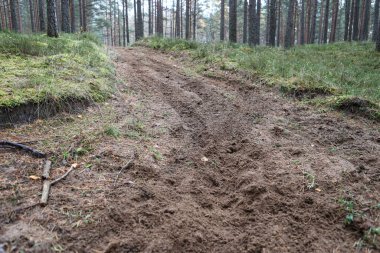 Orman motorsikleti yerde, görünür lastik izleri var. Fotoğraf, eski çam ormanlarında, bulutlu bir sonbahar gününde çekildi..
