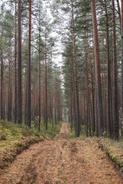 Eski çam ağacı çevre fotoğrafçılığı. Küçük orman yolu, patika. Fotoğraf Ekim ve sonbaharda çekildi..