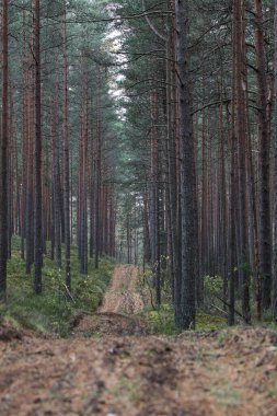 Eski çam ağacı çevre fotoğrafçılığı. Küçük orman yolu, patika. Fotoğraf Ekim ve sonbaharda çekildi..