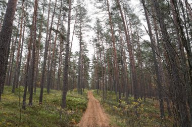 Eski çam ağacı çevre fotoğrafçılığı. Küçük orman yolu, patika. Fotoğraf Ekim ve sonbaharda çekildi..