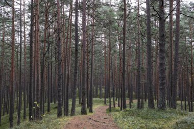 Eski çam ağacı çevre fotoğrafçılığı. Küçük orman yolu, patika. Fotoğraf Ekim ve sonbaharda çekildi..