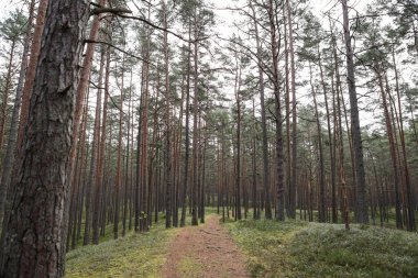 Eski çam ağacı çevre fotoğrafçılığı. Küçük orman yolu, patika. Fotoğraf Ekim ve sonbaharda çekildi..