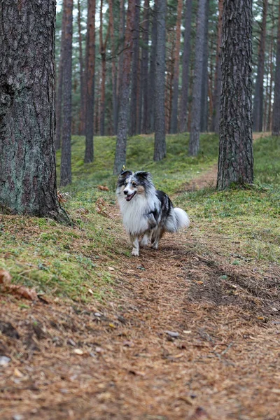 Blue Merle Sheltand Sheepdog Walking Camera Photo Taken Pine Tree — Stock Photo, Image