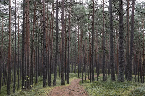 Eski çam ağacı çevre fotoğrafçılığı. Küçük orman yolu, patika. Fotoğraf Ekim ve sonbaharda çekildi..