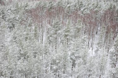 Beyaz karla kaplı çam ağacı ormanlarıyla gerçek bir manzara. Fotoğraf fırtınalı bir kış gününde çekildi..