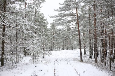 Taze karla kaplı çam ağaçları ile güzel bir kış ormanı manzarası. Fotoğraf günün ortasında çekildi - bulutlu hava.