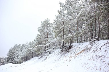 Taze karla kaplı çam ağaçları ile güzel bir kış ormanı manzarası. Fotoğraf günün ortasında çekildi - bulutlu hava.