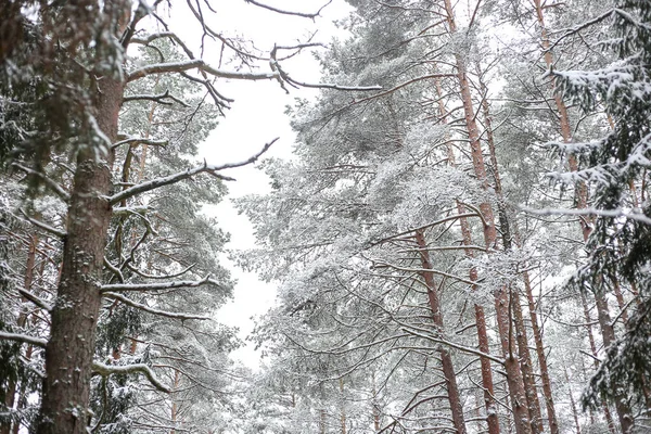 Прекрасный Пейзаж Зимнего Леса Соснами Покрытыми Свежим Снежным Снегом Фото — стоковое фото