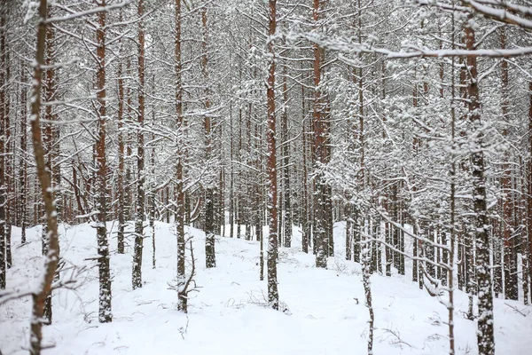 Härlig Vinter Skog Landskap Utsikt Med Tallar Täckta Med Nysnö — Stockfoto