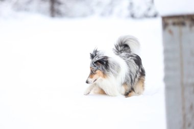 Güzel mavi merle erkek köpek kış harikalar diyarı karında duruyor. Güzel karlı manzara.
