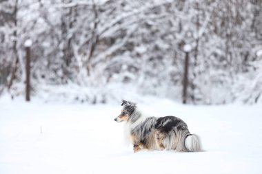 Güzel mavi merle erkek köpek kış harikalar diyarı karında duruyor. Güzel karlı manzara.