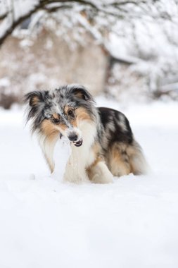 Mavi merle shetland çoban köpeği ağzında küçük bir tahta sopayla ayakta duruyor. Fotoğraf soğuk bir kış gününde çekildi..