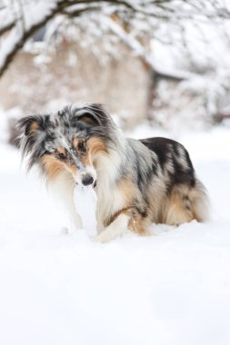 Mavi merle shetland çoban köpeği ağzında küçük bir tahta sopayla ayakta duruyor. Fotoğraf soğuk bir kış gününde çekildi..
