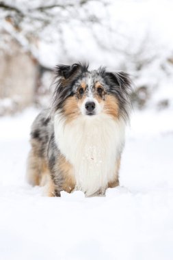 Güzel mavi merle erkek köpek kış harikalar diyarı karında duruyor. Güzel karlı manzara.