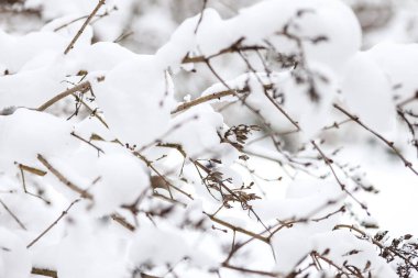 Karla kaplı çalılarla kaplı kış kar ayrıntıları. Fotoğraf soğuk bir kış gününde çekildi..