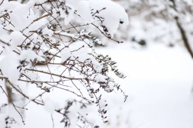 Karla kaplı çalılarla kaplı kış kar ayrıntıları. Fotoğraf soğuk bir kış gününde çekildi..