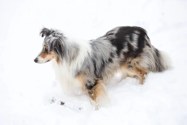 Güzel mavi merle erkek köpek kış harikalar diyarı karında duruyor. Güzel karlı manzara.