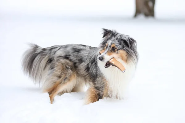 Blue Merle Shetland Sheepdog Standing Small Wood Stick Mouth Photo — Stock Photo, Image