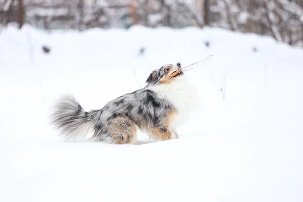 Schöner Blauer Merle Junghund Der Winterlichen Wunderland Schnee Steht Schöne — Stockfoto