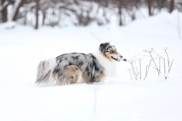Blue Merle Shetland Schäferhund Stehend Mit Kleinem Holzstab Maul Foto — Stockfoto