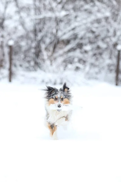 冬の不思議の国の雪の中に立つ美しい青いメルルの男の子の犬 美しい雪景色 — ストック写真