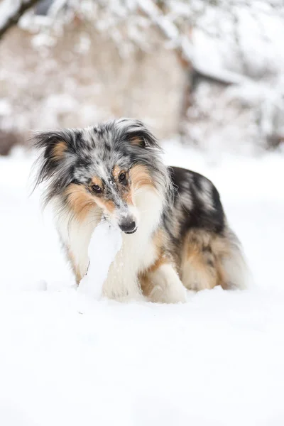 Blue Merle Shetland Schäferhund Stehend Mit Kleinem Holzstab Maul Foto — Stockfoto