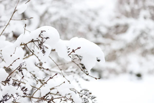 Vintersnödetaljer Med Buskar Täckta Snö Foto Tagen Kall Vinterdag Stockfoto