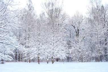 Karlı kış karı manzara fotoğrafçılığını kapladı. Fotoğraf Aralık 'ta çekildi..