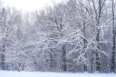 Karlı kış karı manzara fotoğrafçılığını kapladı. Fotoğraf Aralık 'ta çekildi..