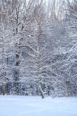 Karlı kış karı manzara fotoğrafçılığını kapladı. Fotoğraf Aralık 'ta çekildi..
