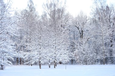 Karlı kış karı manzara fotoğrafçılığını kapladı. Fotoğraf Aralık 'ta çekildi..