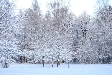 Karlı kış karı manzara fotoğrafçılığını kapladı. Fotoğraf Aralık 'ta çekildi..