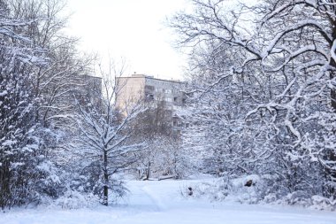 Güzel beyaz kar tarlaları ve orman manzarası. Fotoğraf Aralık 'ta çekildi..