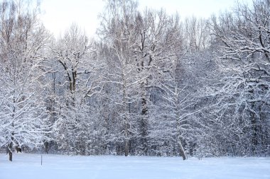 Güzel beyaz kar tarlaları ve orman manzarası. Fotoğraf Aralık 'ta çekildi..