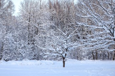 Güzel beyaz kar tarlaları ve orman manzarası. Fotoğraf Aralık 'ta çekildi..