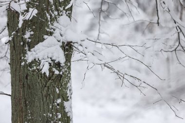 Kar detaylarının fotoğrafını çek. Fotoğraf beyaz bir kış gününde çekildi, Aralık 'ta..