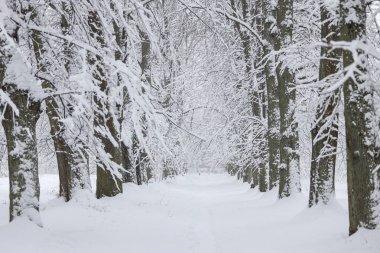 Karlı beyaz kış manzarası ve orman yayaları. Fotoğraf soğuk bir kış gününde çekildi..