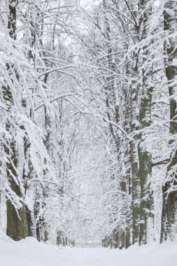 Karlı beyaz kış manzarası ve orman yayaları. Fotoğraf soğuk bir kış gününde çekildi..