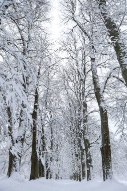 Karlı beyaz kış manzarası ve orman yayaları. Fotoğraf soğuk bir kış gününde çekildi..