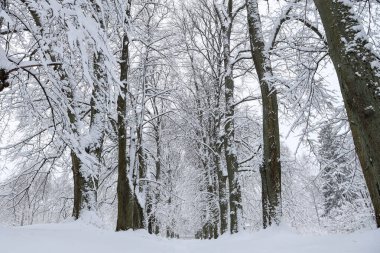 Karlı beyaz kış manzarası ve orman yayaları. Fotoğraf soğuk bir kış gününde çekildi..