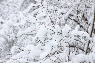Üzerine büyük kar yağan küçük orman çalılarının detaylı fotoğraflarını çek. Fotoğraf soğuk bir Aralık gününde çekildi..