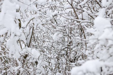 Üzerine büyük kar yağan küçük orman çalılarının detaylı fotoğraflarını çek. Fotoğraf soğuk bir Aralık gününde çekildi..